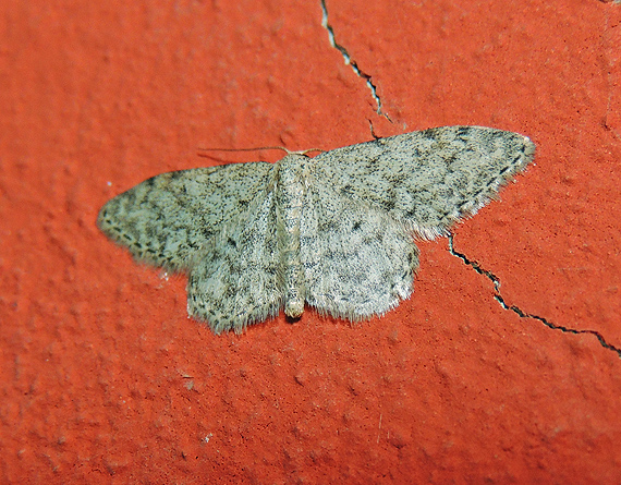 Scopula marginepunctata Geometridae